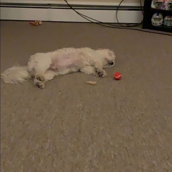 Meet your Posher, Stephanie - Picture 1 of 1